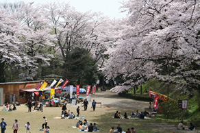 大田原市さくら祭