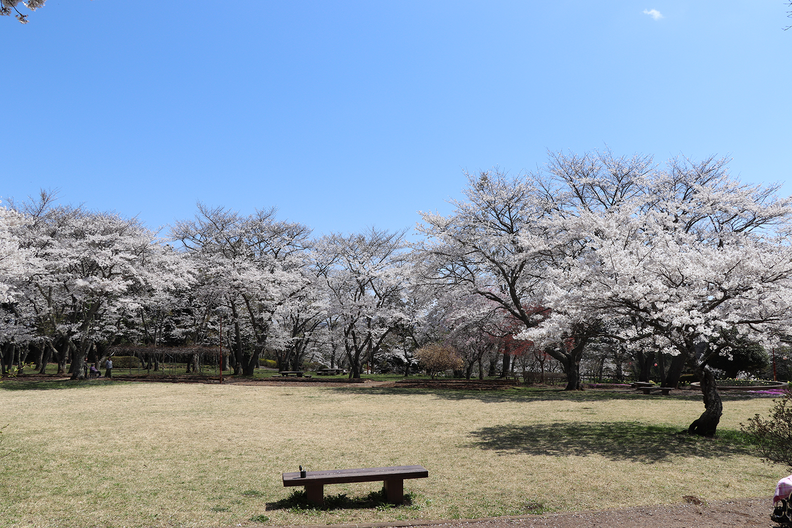 桜（赤館公園）