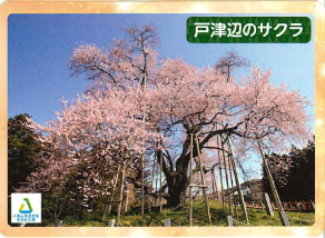 矢祭町　戸津辺のサクラ